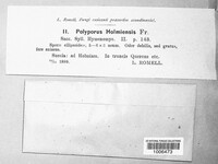 Polyporus holmiensis image